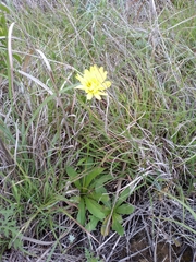 Pyrrhopappus grandiflorus