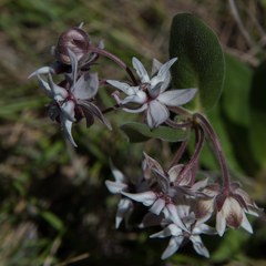 Asclepias humilis