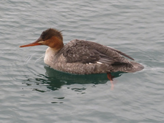 Mergus serrator