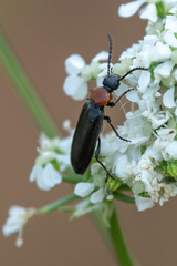 Lytta crotchii