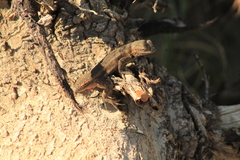 Sceloporus edbelli