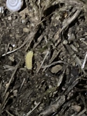 Lamprohiza mulsantii