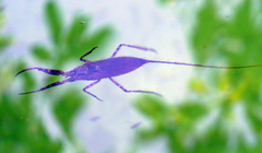 Nepidae