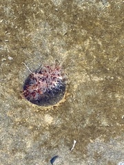 Echinozoa