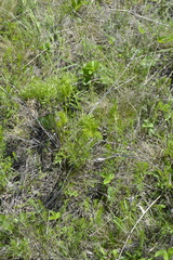 Peucedanum ruthenicum