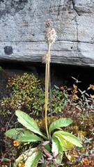 Primula bellidifolia