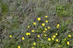 Ranunculus pedatus