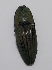 Chalcolepidius silbermanni