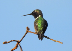 Calliphlox amethystina