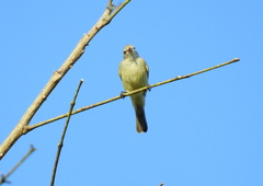 Myiopagis viridicata