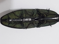 Chalcolepidius silbermanni