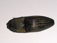 Chalcolepidius silbermanni
