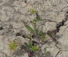 Trifolium leucanthum