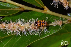 Cryptocephalus bivius