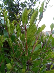 Rhamnus oleoides