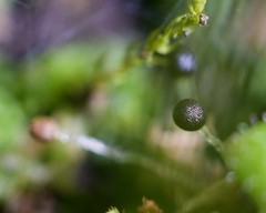 Fossombronia longiseta
