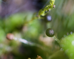 Fossombronia longiseta
