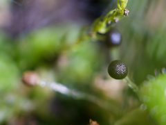 Fossombronia longiseta