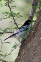 Dryoscopus cubla okavangensis