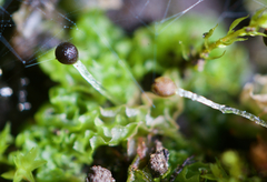 Fossombronia longiseta