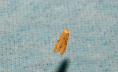 Blastobasis decolorella
