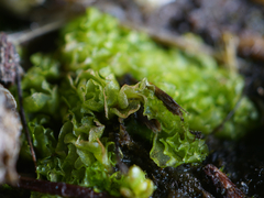 Fossombronia longiseta