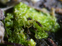 Fossombronia longiseta