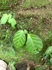 Conandron ramondioides