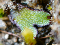 Mannia gracilis