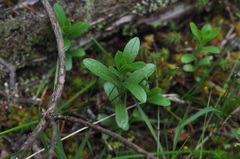 Sericocarpus rigidus