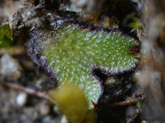 Mannia gracilis