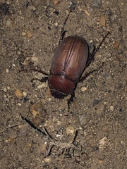 Phyllophaga