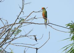 Aratinga auricapillus