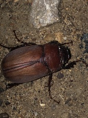 Phyllophaga