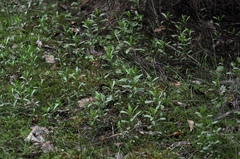 Sericocarpus rigidus