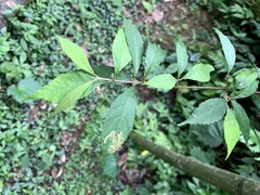 Callicarpa randaiensis