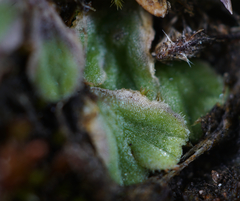 Riccia trichocarpa