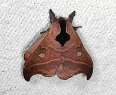 Hylesia nanus