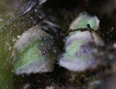 Riccia trichocarpa