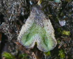 Riccia trichocarpa