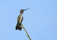 Heliomaster squamosus