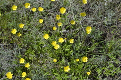 Ranunculus pedatus