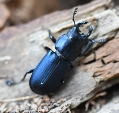 Platycerus oregonensis