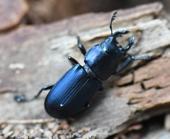 Platycerus oregonensis