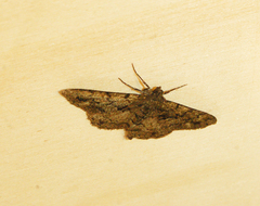 Peribatodes ilicaria