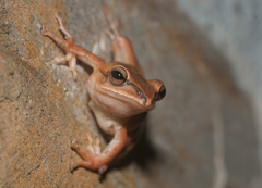 White-Lipped Treefrog photo 3