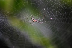 Leucauge argyra