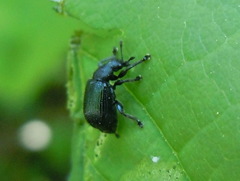Chonostropheus tristis