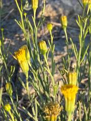 Porophyllum scoparium