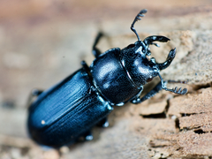 Platycerus oregonensis